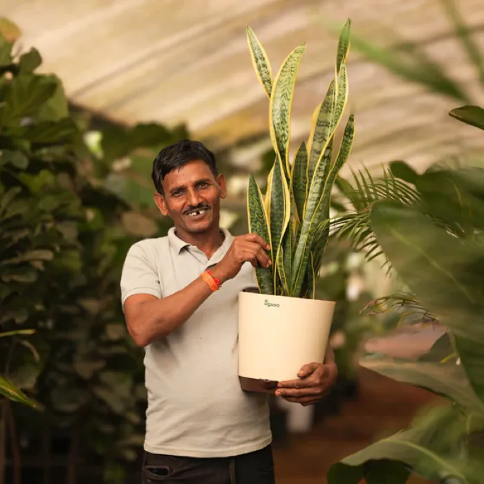 Indoor Roots customer at home with their delivered plants