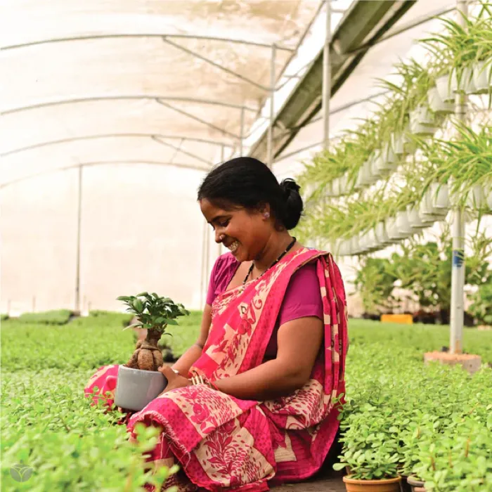 Indoor Roots customer at home with their delivered plants