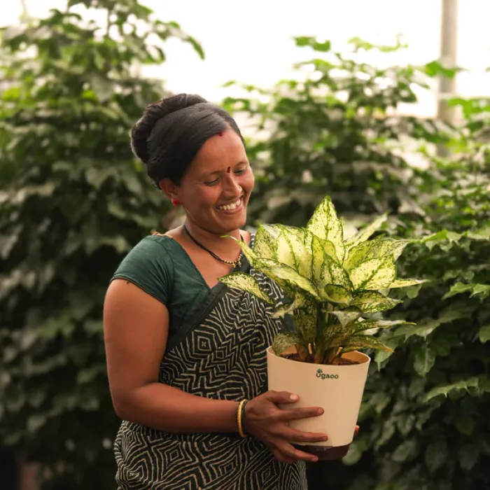 Indoor Roots customer at home with their delivered plants