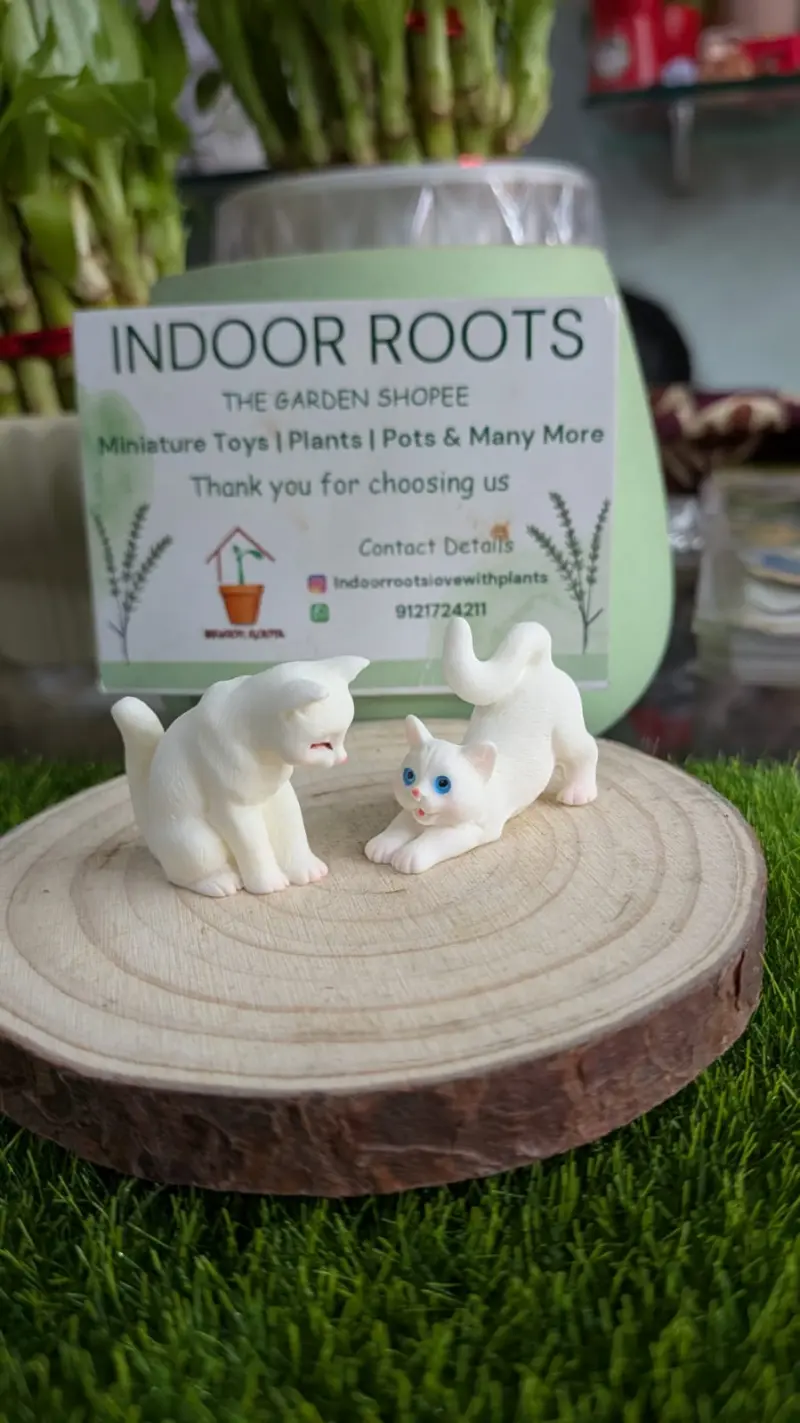 Cats pair