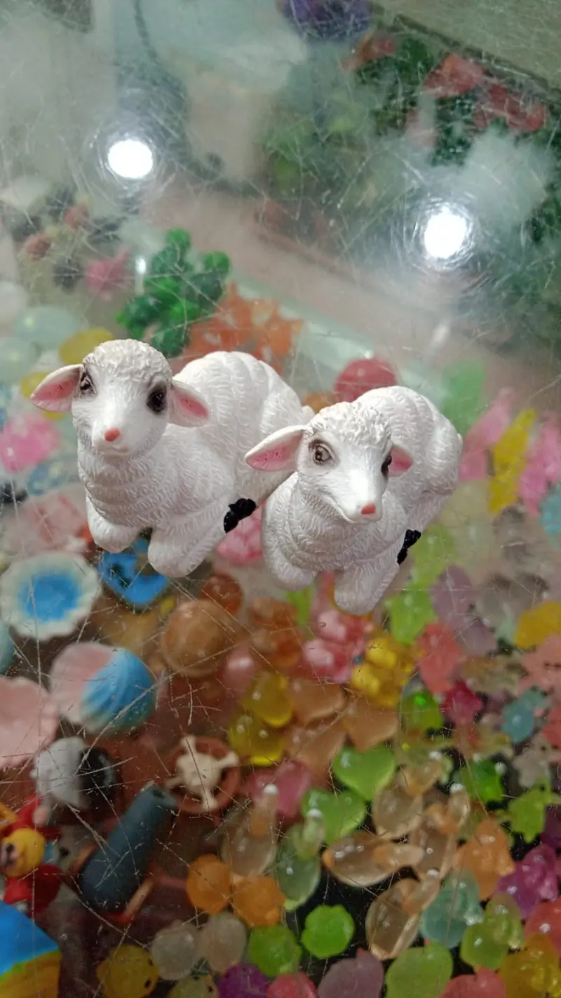 Sheeps pair